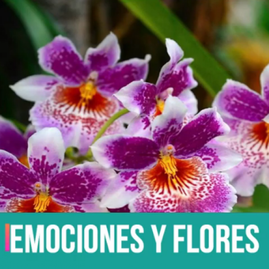 Emociones y flores – episodio 2