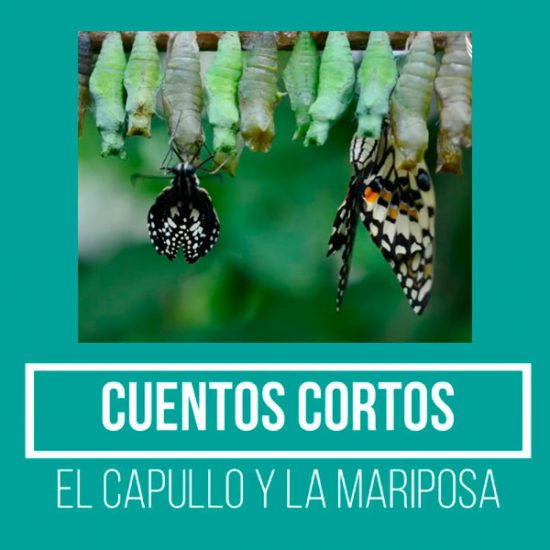 El Capullo y la Mariposa